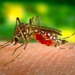 Žuta groznica ubija – a da li ste čuli za nju?