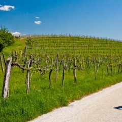 Goriška brda i Vipavska dolina predstavljeni u Beogradu