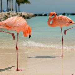 Aruba, Kraljevina Holandija