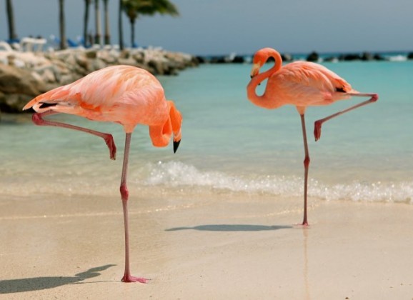 Aruba, Kraljevina Holandija