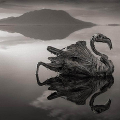 Jezero Natron, slana smrt u Africi