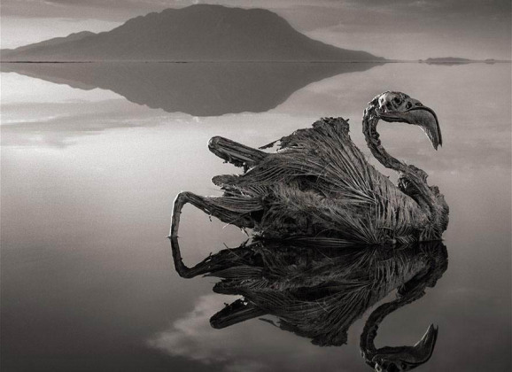 Jezero Natron, slana smrt u Africi