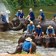 Centar za očuvanje slonova, Lampang