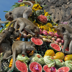Festival majmuna