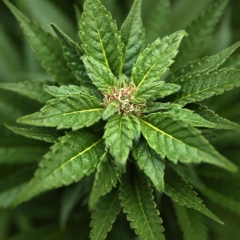 Gde u svetu je marihuana legalna?