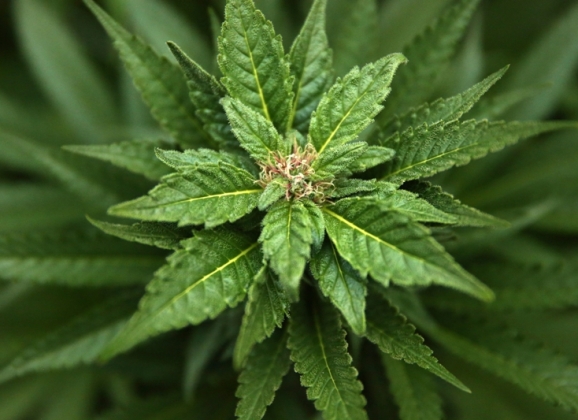 Gde u svetu je marihuana legalna?