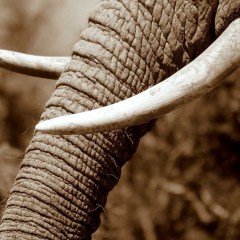 Nikako ne kupujte slonovaču u Tajlandu!