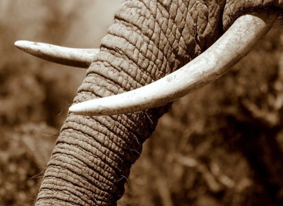 Nikako ne kupujte slonovaču u Tajlandu!