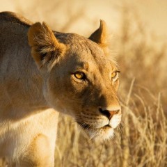 Top 7 afričkih safarija