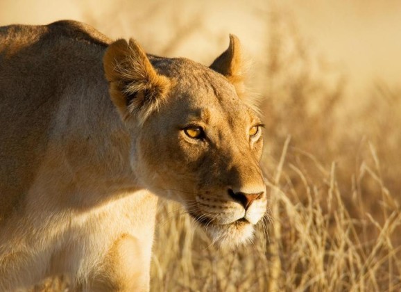 Top 7 afričkih safarija