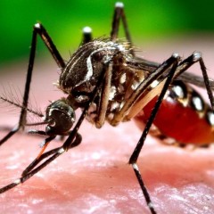 Upozorenje: zika virus se brzo širi