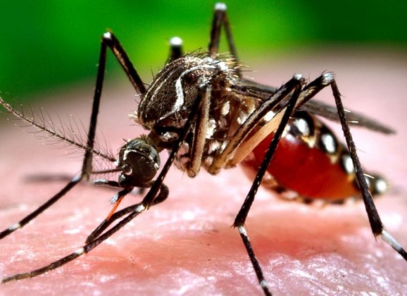 Upozorenje: zika virus se brzo širi