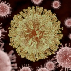 Zika virus: koliko zabrinuti treba da budemo?