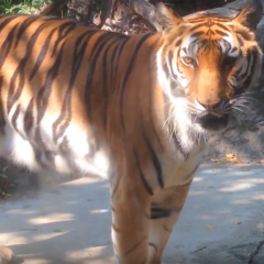 29 Bangkok Zoo, Dusit Park & Terminal 21