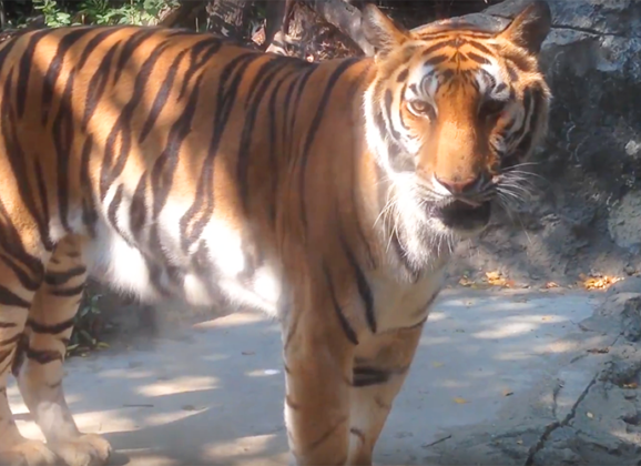 29 Bangkok Zoo, Dusit Park & Terminal 21