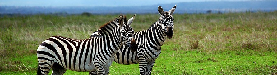 Nairobi
