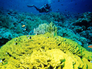 saladcoralanddiver