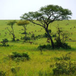 05 Uganda