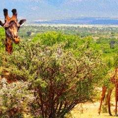 Kenija, Uganda i Ruanda udruženo u razvoj turizma