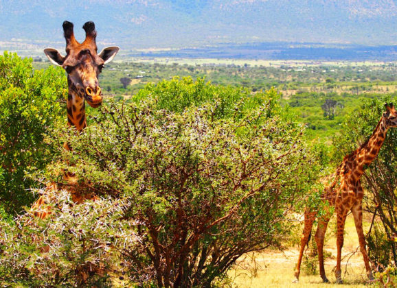Kenija, Uganda i Ruanda udruženo u razvoj turizma