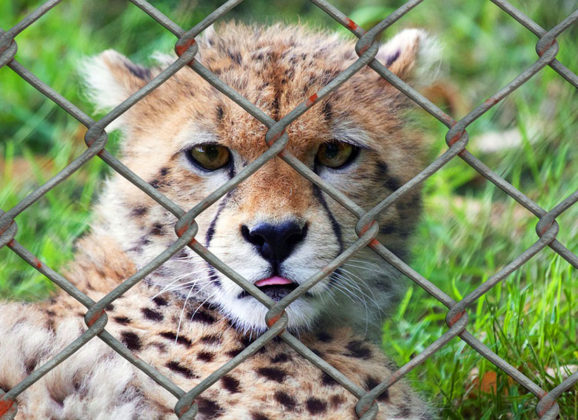 Zoo vrtovi povučeni iz ponude