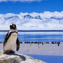 Antarktik, ledena avantura