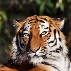 Avantura sa tigrovima na safariju u Rusiji