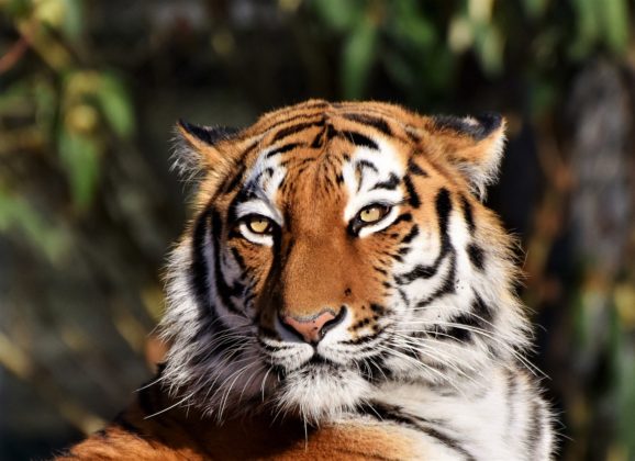 Avantura sa tigrovima na safariju u Rusiji