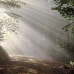Aokigahara – japanska šuma samoubistava