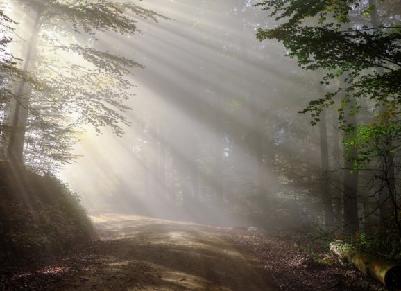 Aokigahara – japanska šuma samoubistava