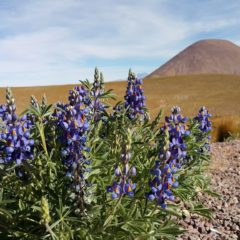 Atakama – pustinja u kojoj nikada nije dosadno