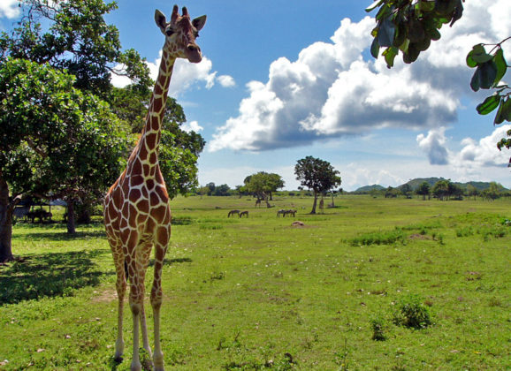 Afrički safari: Zalazak sunca u savani