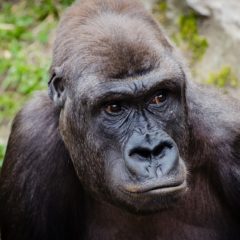 Uganda – primer kako ne treba promovisati turizam