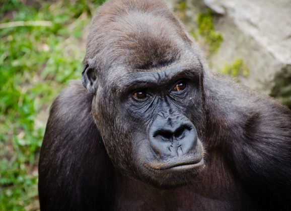 Uganda – primer kako ne treba promovisati turizam