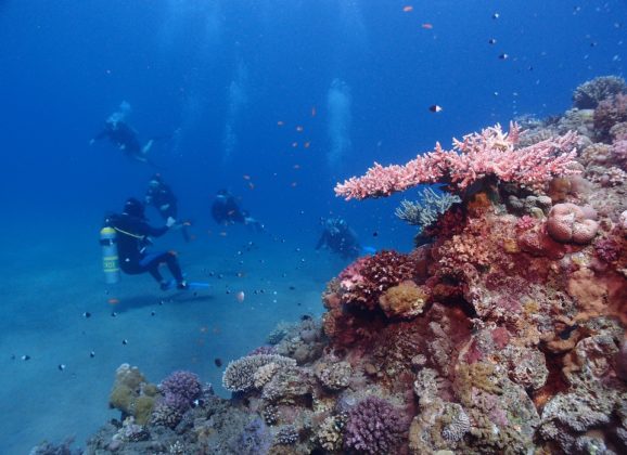 U Jadranu otkriven prvi koralni greben