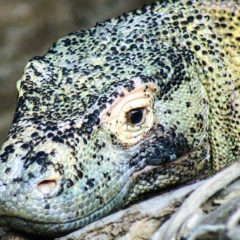 Ostrvo Komodo se zatvara za turiste