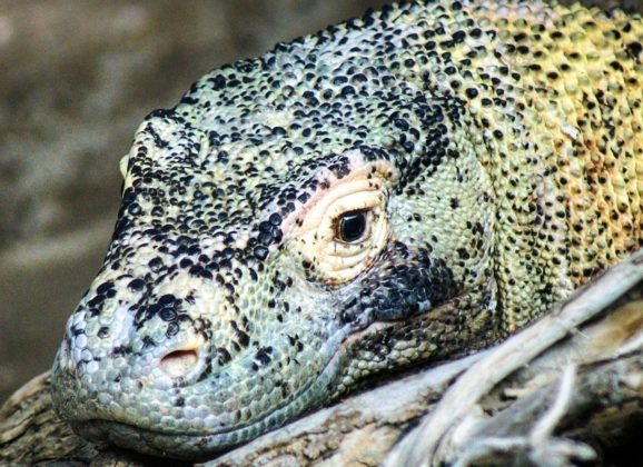 Ostrvo Komodo se zatvara za turiste