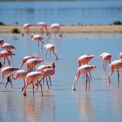 Gde sve možete videti flamingose