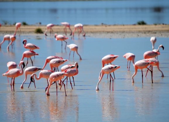 Gde sve možete videti flamingose