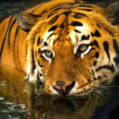 Nestaje poslednje stanište bengalskog tigra