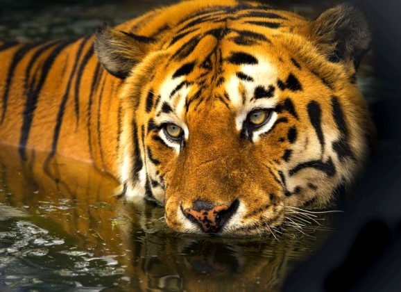 Nestaje poslednje stanište bengalskog tigra