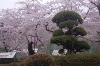 Festival cvetanja trešnje, Hirosaki, Honšu, Japan
