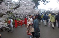 Festival cvetanja trešnje, Hirosaki, Honšu, Japan