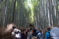 Bambusova šuma, Arašijama, Japan