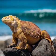 Proširen rezervat biosfere Galapagos na okolno more