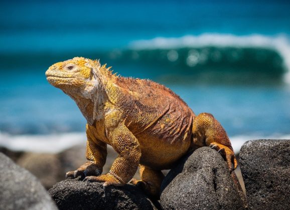 Proširen rezervat biosfere Galapagos na okolno more