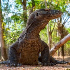 Indonezija ipak ne zatvara čuveno ostrvo Komodo
