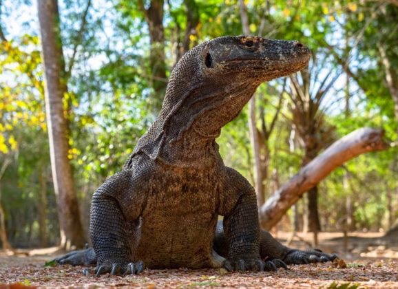 Indonezija ipak ne zatvara čuveno ostrvo Komodo