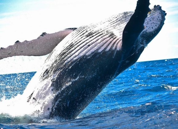 5 mesta za neverovatne doživljaje sa životinjama