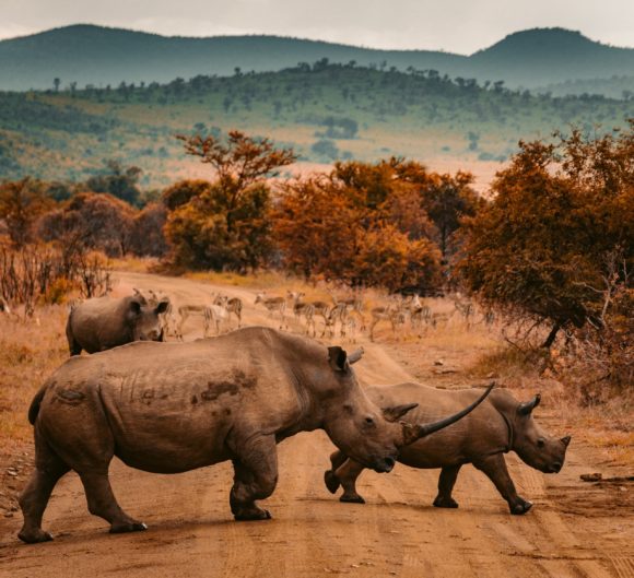 Safari u Africi vam daje priliku da vidite stalno divlje životinje